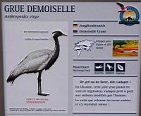 Grue demoiselle, Anthropoides virgo (Photo F. Mrugala) (txt)
